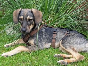 Kita Heimathafen Besuchshund Liah
